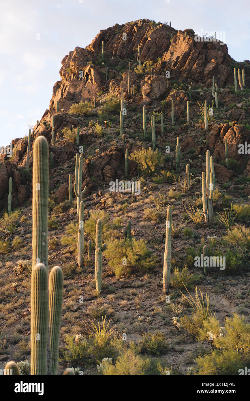 Cactus Saguaro couvrant une montagne dans le désert de Saguaro National Park Banque D'Images
