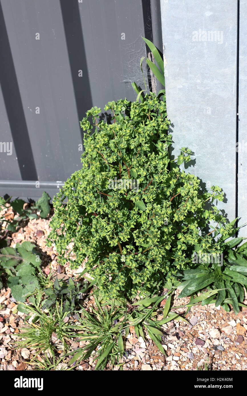 L'euphorbe ésule mesquins ou connu comme Euphorbia peplus l'une des mauvaises herbes australienne commun Banque D'Images
