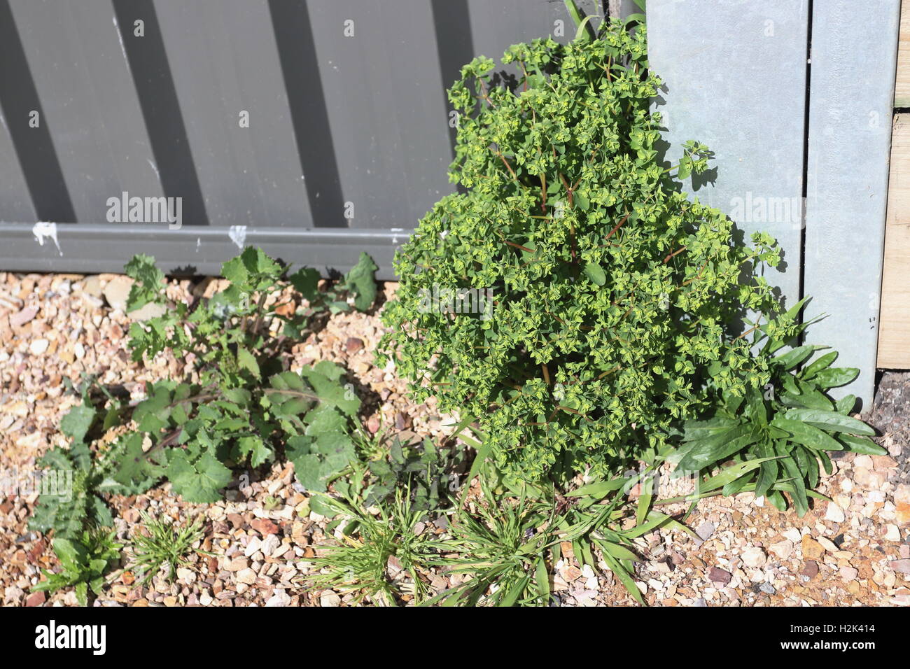 L'euphorbe ésule mesquins ou connu comme Euphorbia peplus l'une des mauvaises herbes australienne commun Banque D'Images