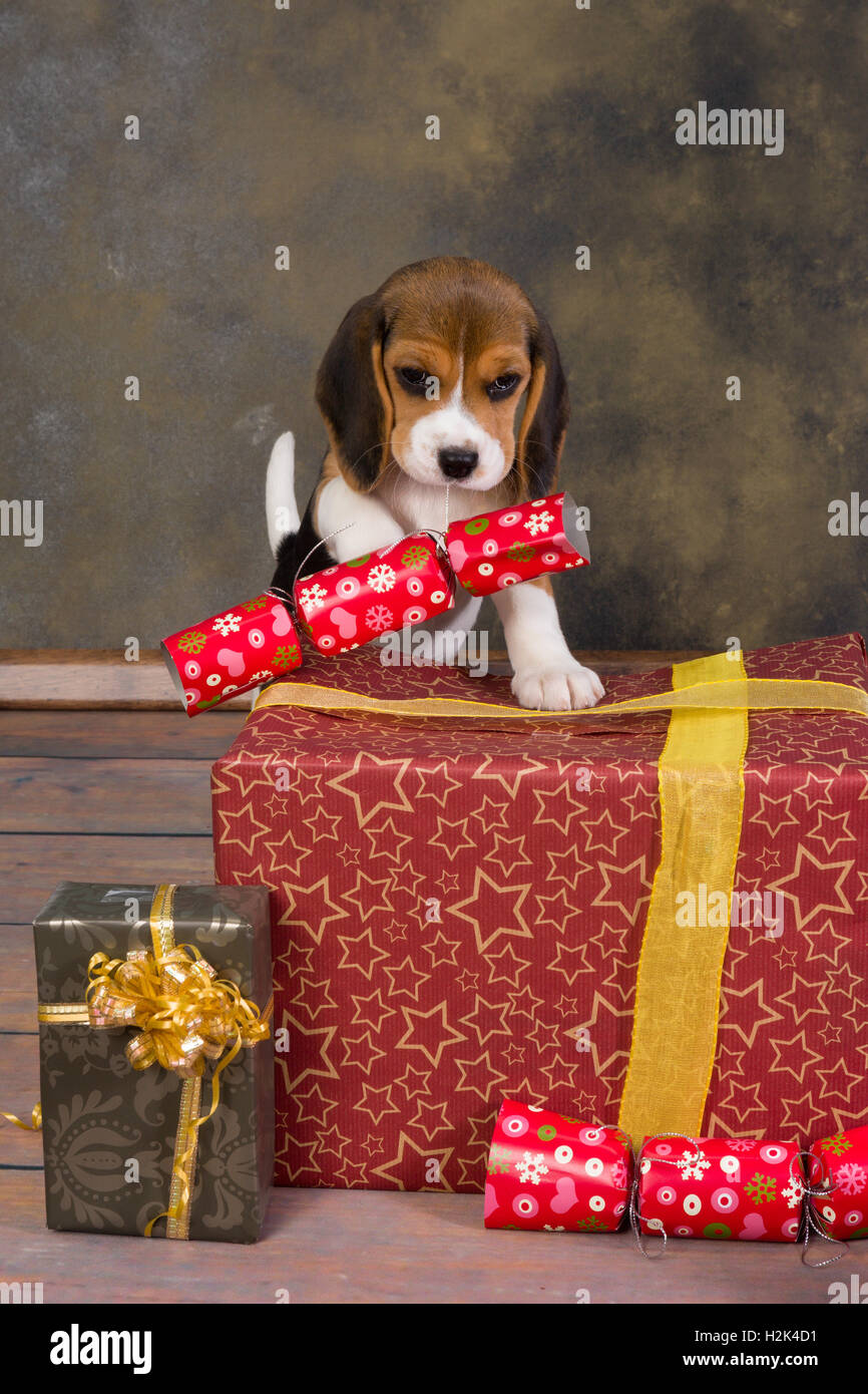 Sept semaines adorable petit chiot beagle voler un cadeau de Noël Banque D'Images