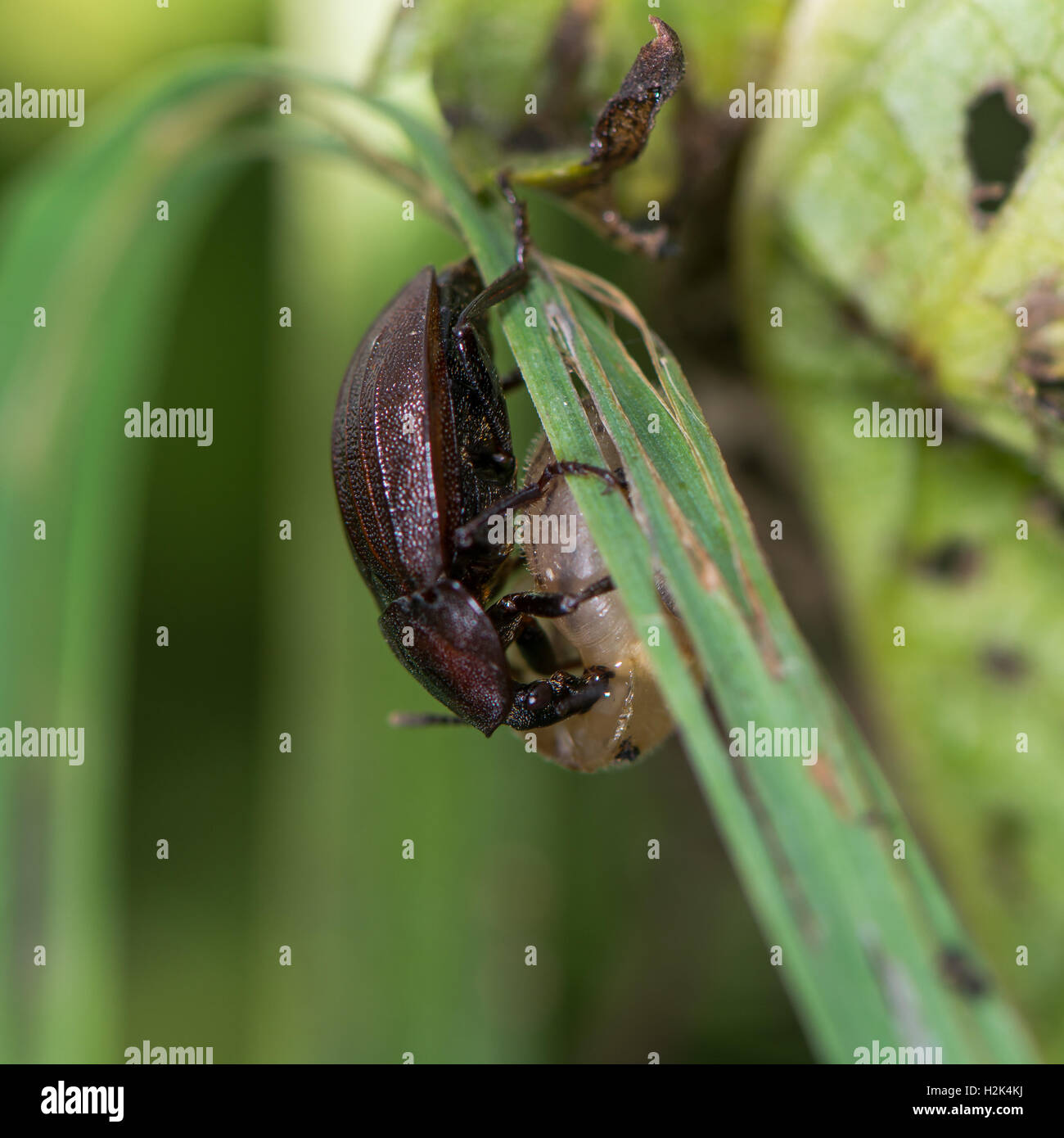 Escargot noir beetle (Silpha atrata) brown forme avec les proies. Dans la famille des Silphidae, se nourrit de petits escargots sur l'herbe Banque D'Images