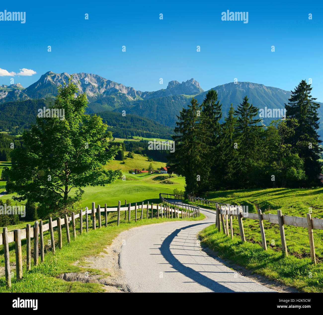 Petite route à travers un paysage vallonné, les Alpes d'Allgäu, près de Füssen, Allgäu, Bavière, Allemagne Banque D'Images