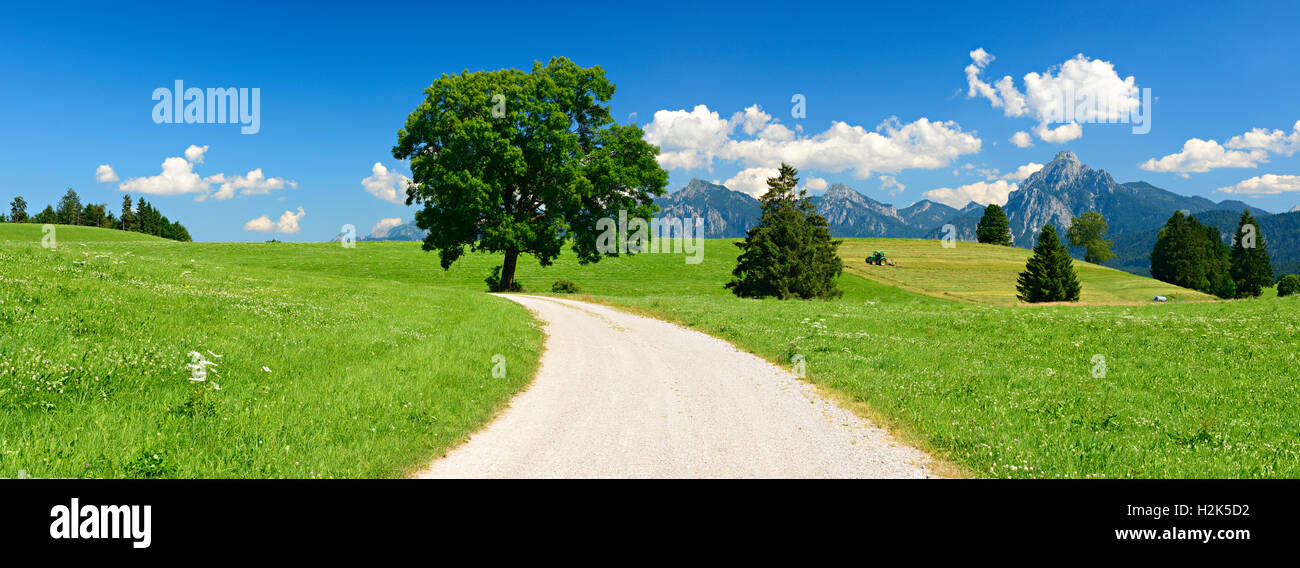 Chemin de terre à travers champs et prairies, Alpes d'Allgäu derrière, près de Füssen, Allgäu, Bavière, Allemagne Banque D'Images