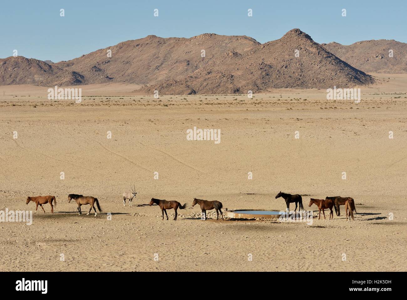 Les Chevaux du désert, désert du Namib chevaux (Equus ferus) à l'étang de Garub, près de l'Aus, Région Karas, Namibie Banque D'Images