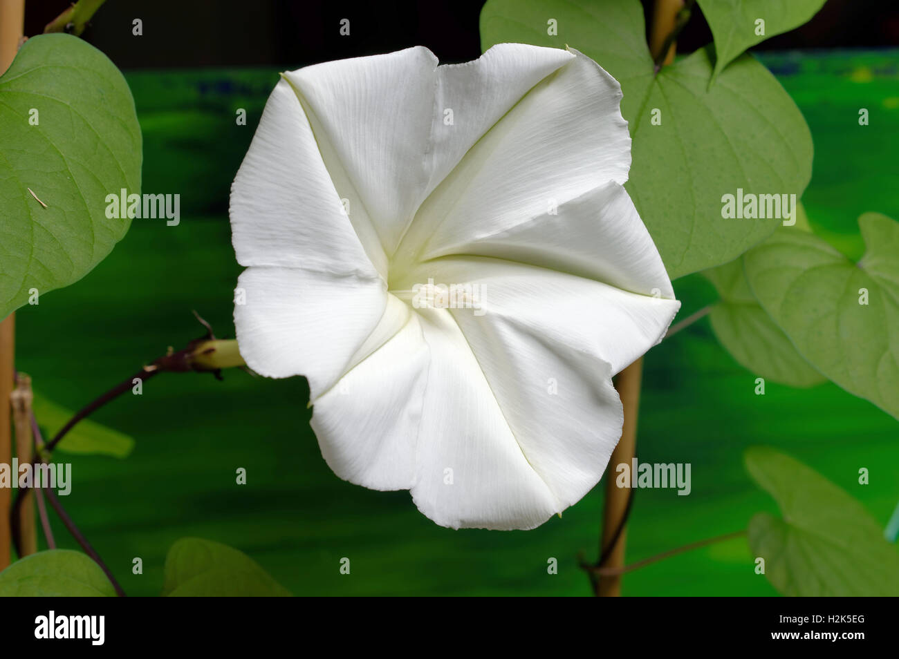 Matin blanc Tropical-(Ipomoea alba), white blossom Banque D'Images