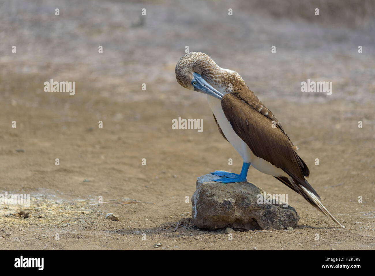 Fou à pieds bleus (Sula nebouxii) se lisser les plumes, debout sur la pierre, l'île de la Plata, Parc National Machalilla Banque D'Images