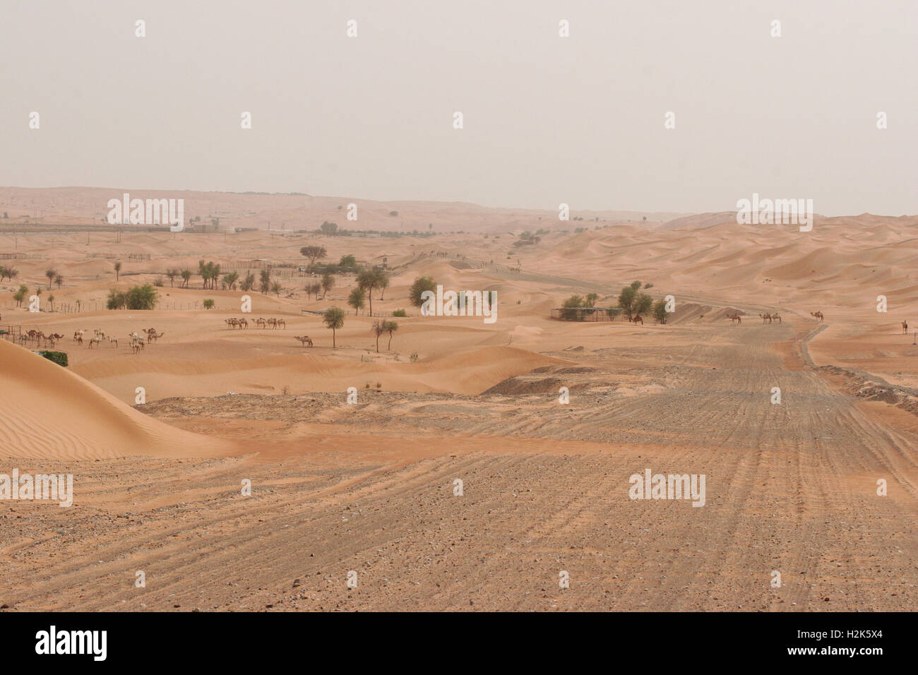 Une route à travers le désert de dunes dans les EAU, avec croisement des chameaux, arbres ghaf Banque D'Images