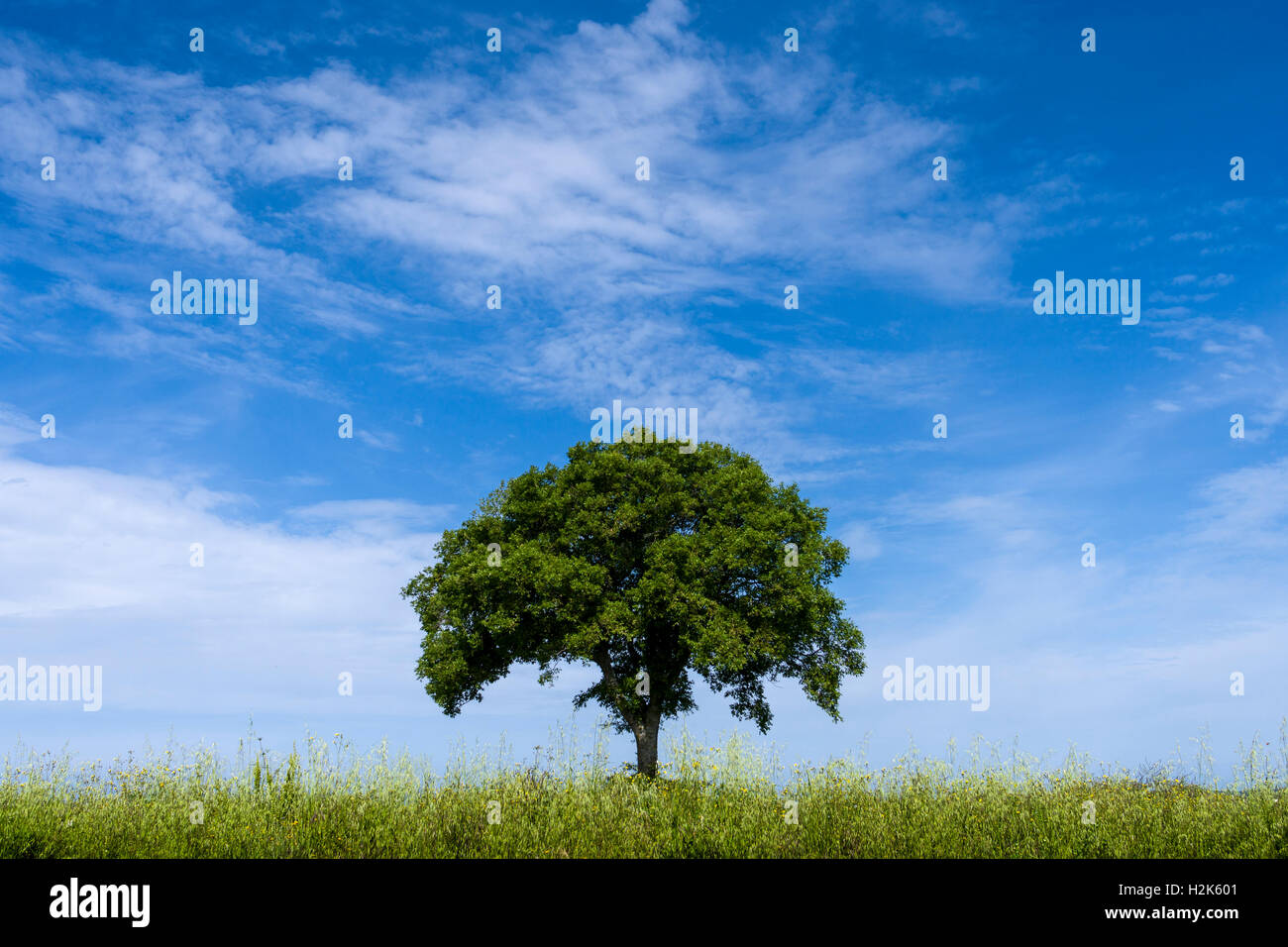 Seul arbre sur un champ, ciel bleu, Val d'Orcia, Toscane, Italie Banque D'Images