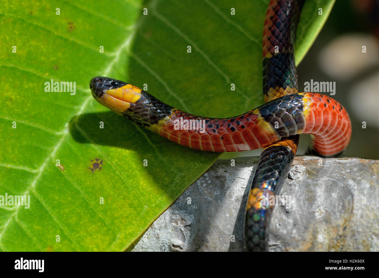 Serpent Corail Micrurus Variable (diastème), très forte, mortel venin neurotoxique, district de Corozal, Belize Banque D'Images
