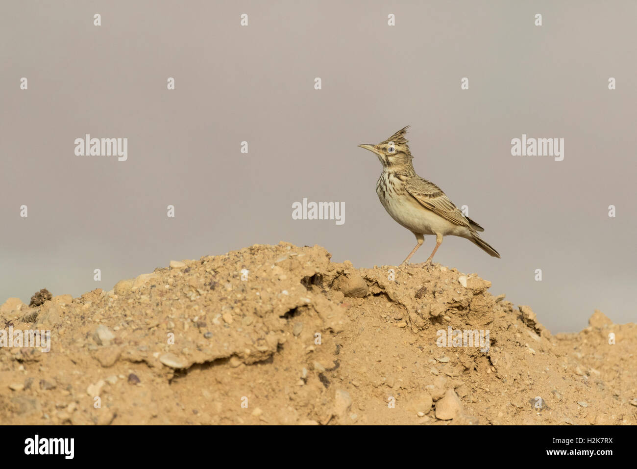 Seul Crested Lark Galerida cristatus perchés sur des rochers dans l'habitat rocheux, Eilat, Israël Banque D'Images