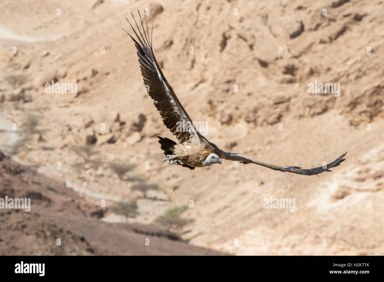 Vautour fauve Gyps fulvus eurasien sur migration battant avec ailes déployées contre l'arrière-plan, la montagne des montagnes d'Eilat, est Banque D'Images