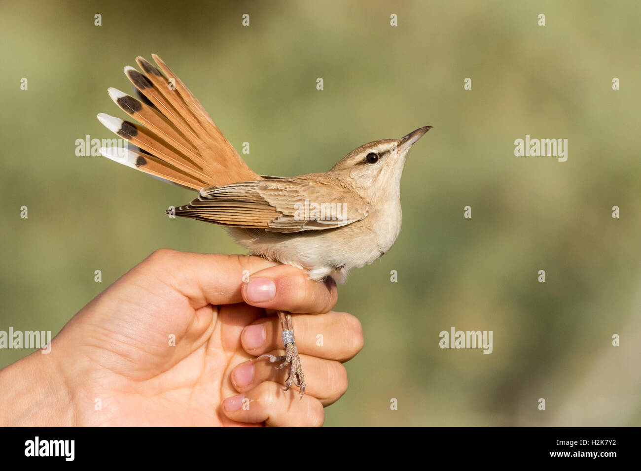 Robin Cercotrichas galactotes Scrub roux dans la main après avoir eu la biométrie enregistrées à la station de baguage, Eilat, Israël Banque D'Images
