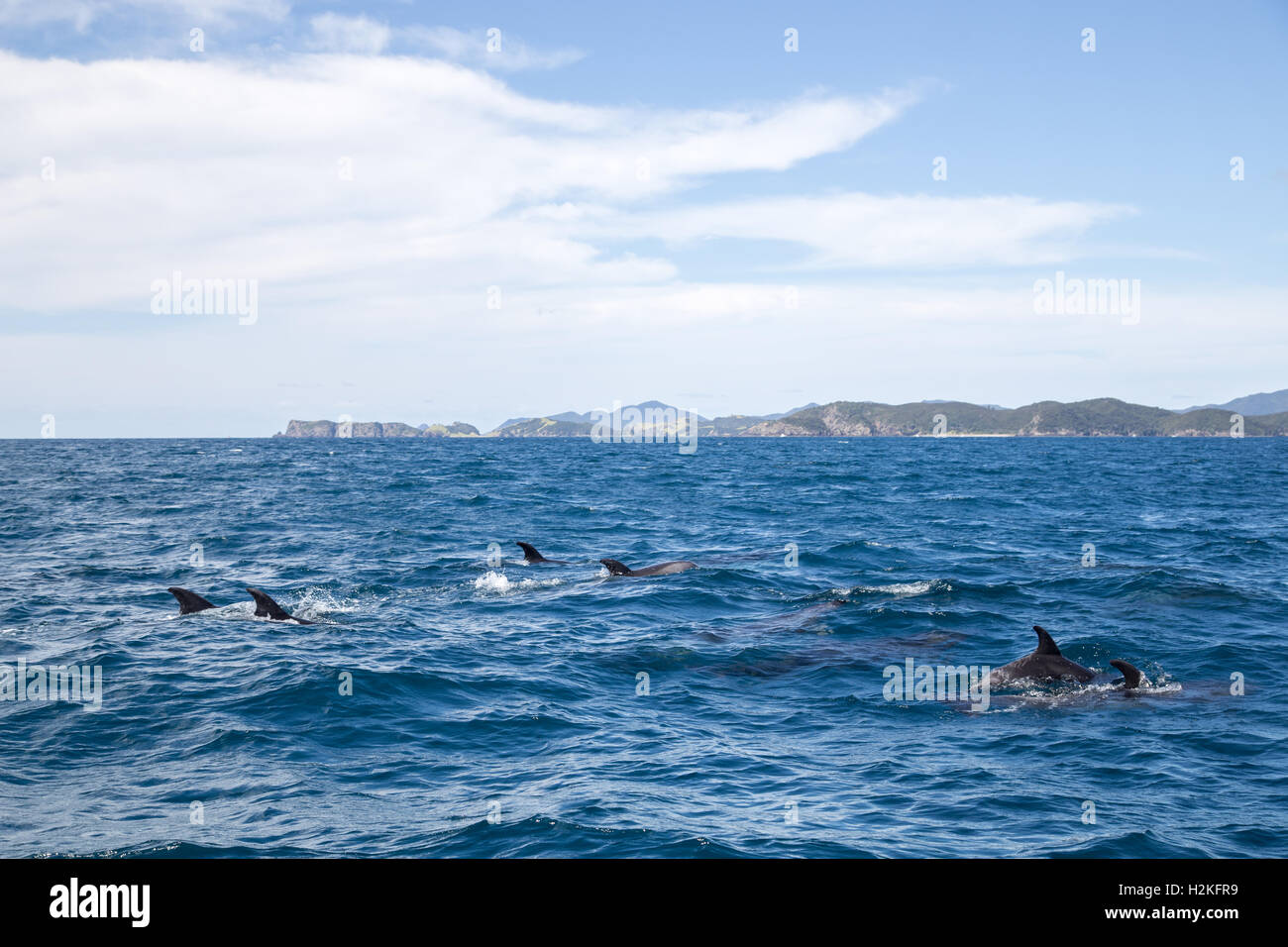 Les dauphins de Bay of Islands Banque D'Images