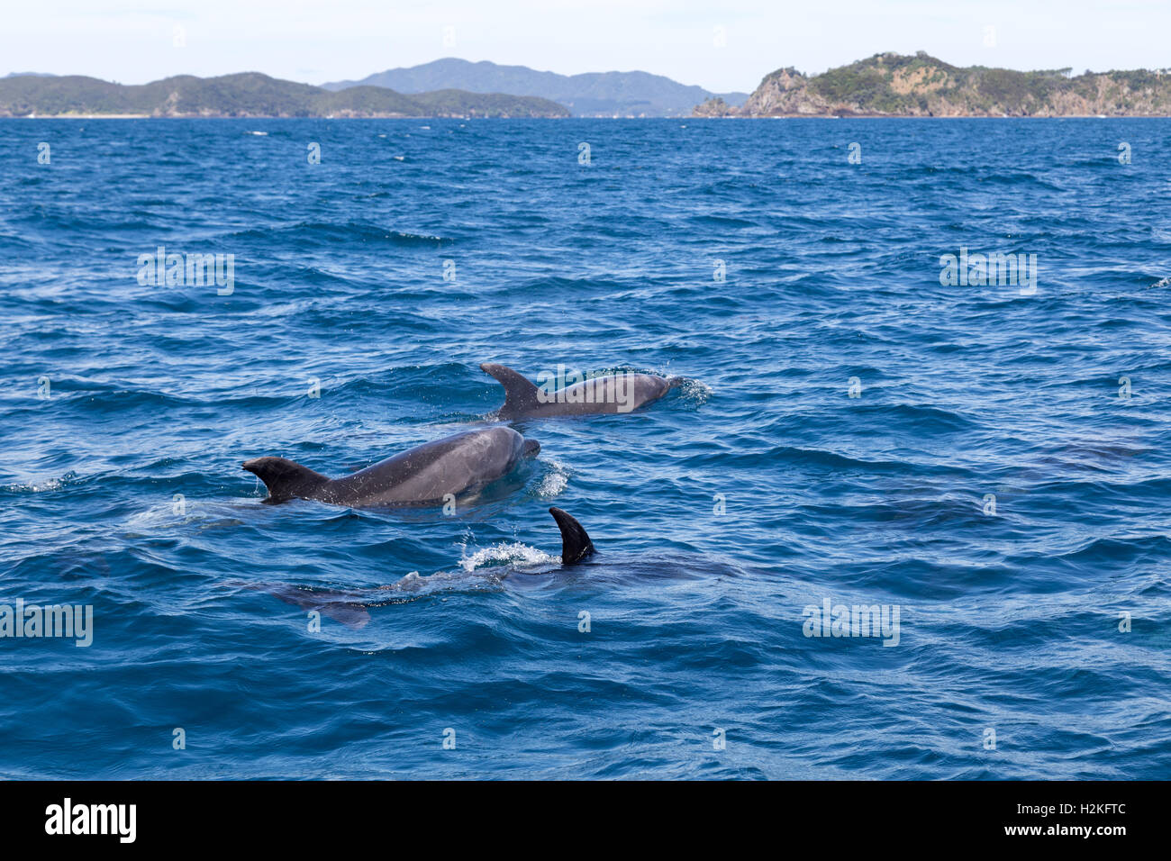 Les dauphins de Bay of Islands Banque D'Images