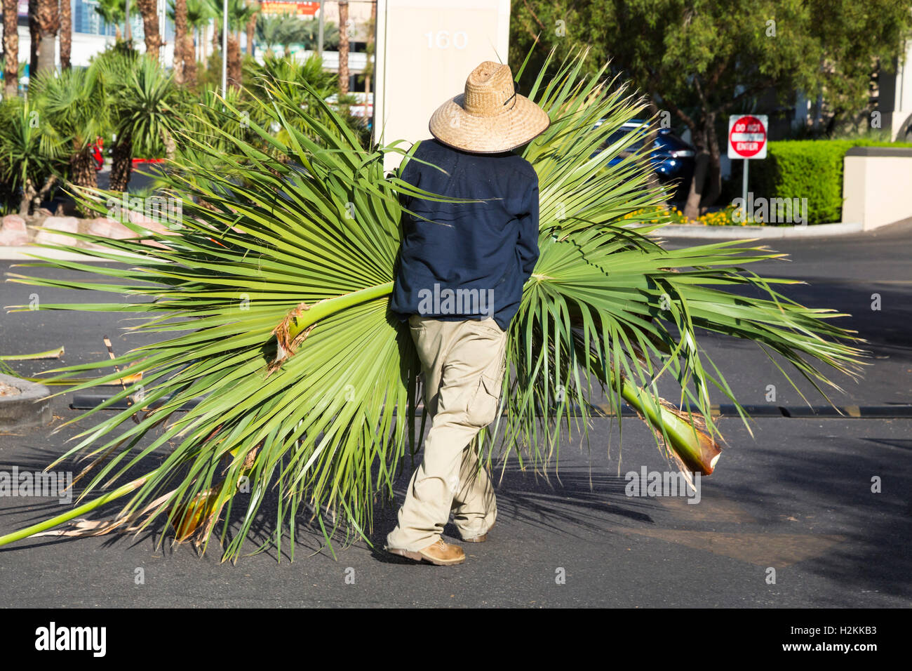Las Vegas, Nevada - un travailleur supprime les palmes supprimées de palmiers. Banque D'Images