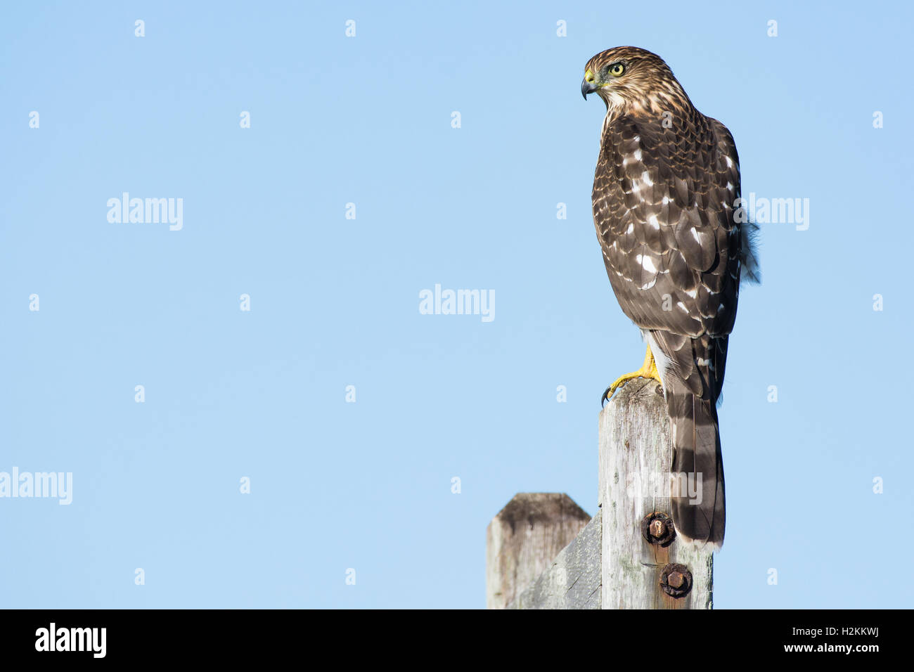 Un épervier de Cooper (Accipiter cooperii) perché sur un poste dans le nord-est, de nous Banque D'Images