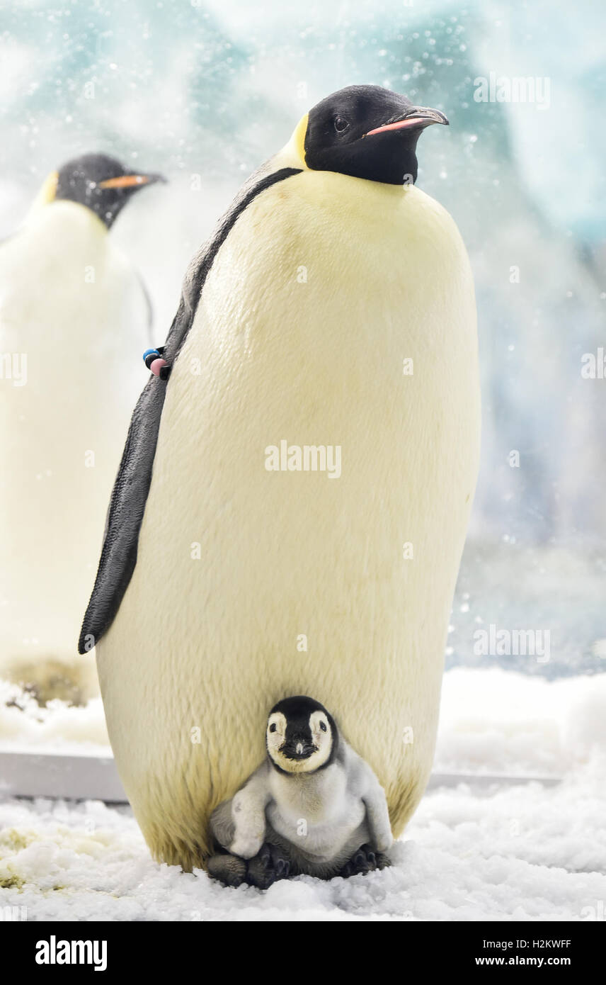 Zhuhai La Province Chinoise Du Guangdong Sep 29 16 Un Manchot Empereur Prend Soin De Son Bebe Au Royaume De L Ocean Chimelong A Zhuhai Province Du Guangdong En Chine Du Sud Le