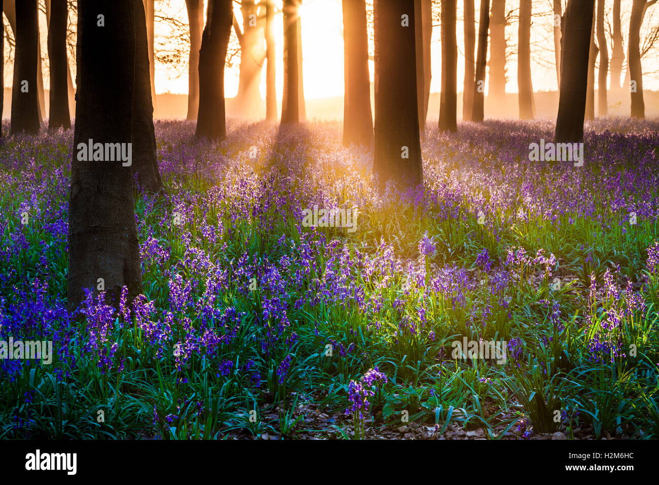 Bluebell Woods au lever du soleil. Banque D'Images