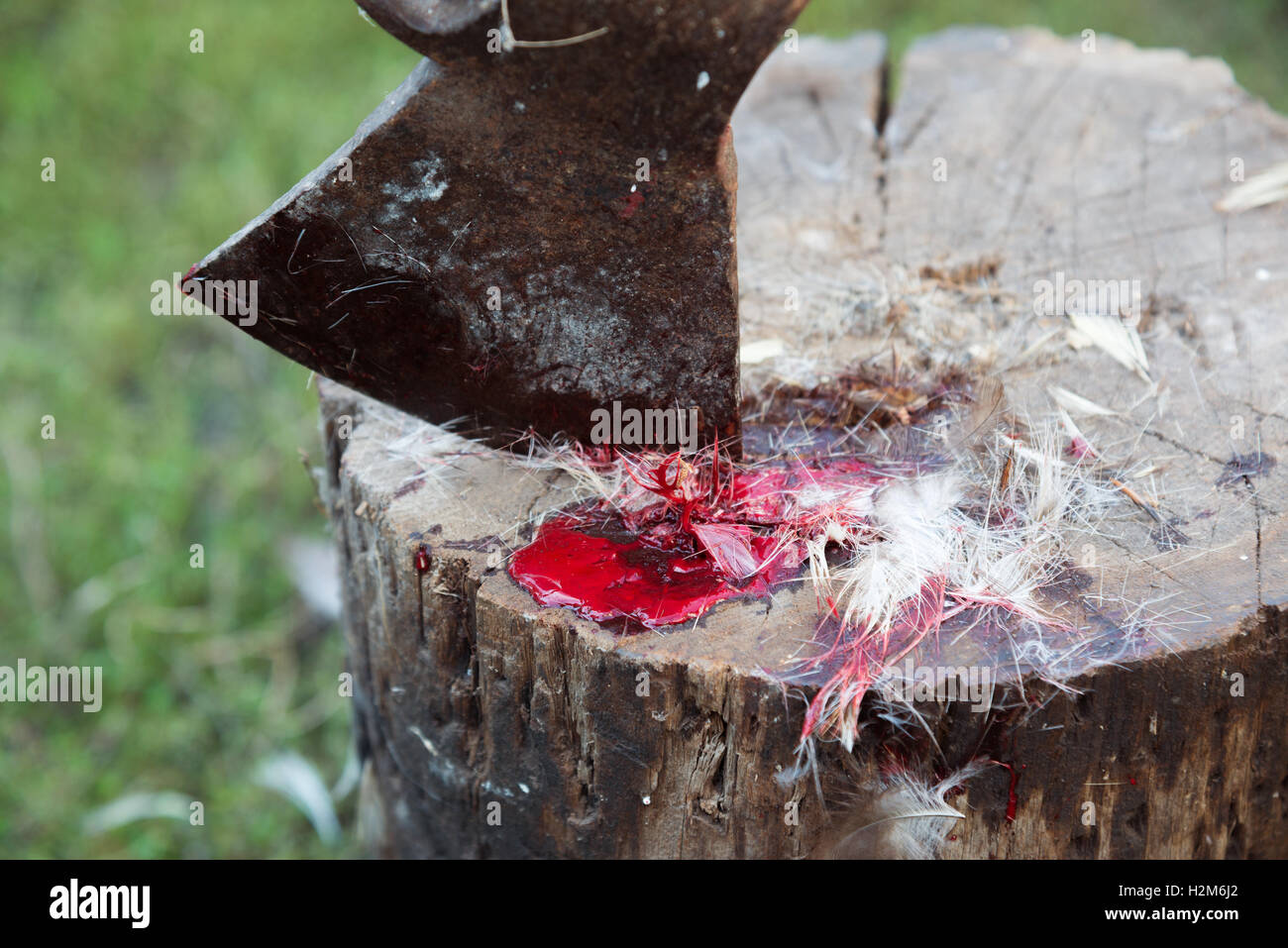 Ax avec du sang et des plumes d'oiseaux sur souche d'arbre Banque D'Images