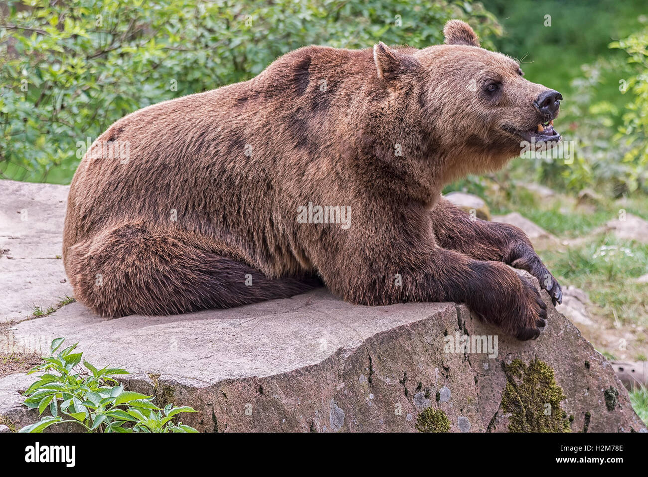 Un ours brun se pose sur un rocher pour se reposer. Banque D'Images