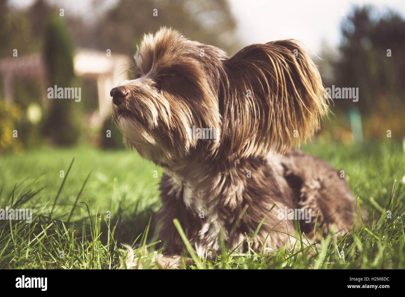 Chien Chinois à Crête brune sur une herbe verte. Banque D'Images