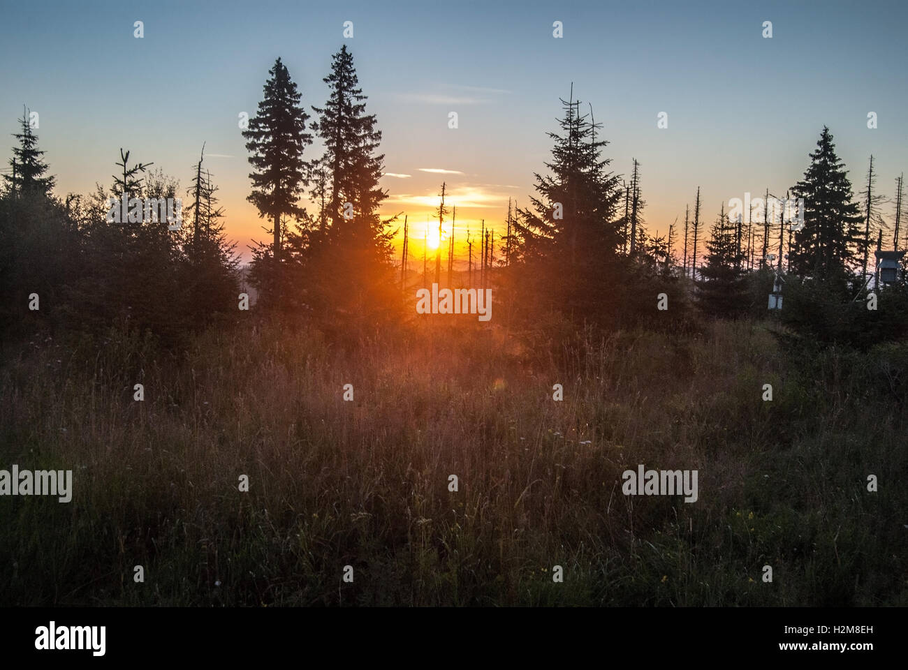 Sunrise de poledni hora (polednik) colline dans les montagnes de Sumava avec arbres et Ciel clair Banque D'Images