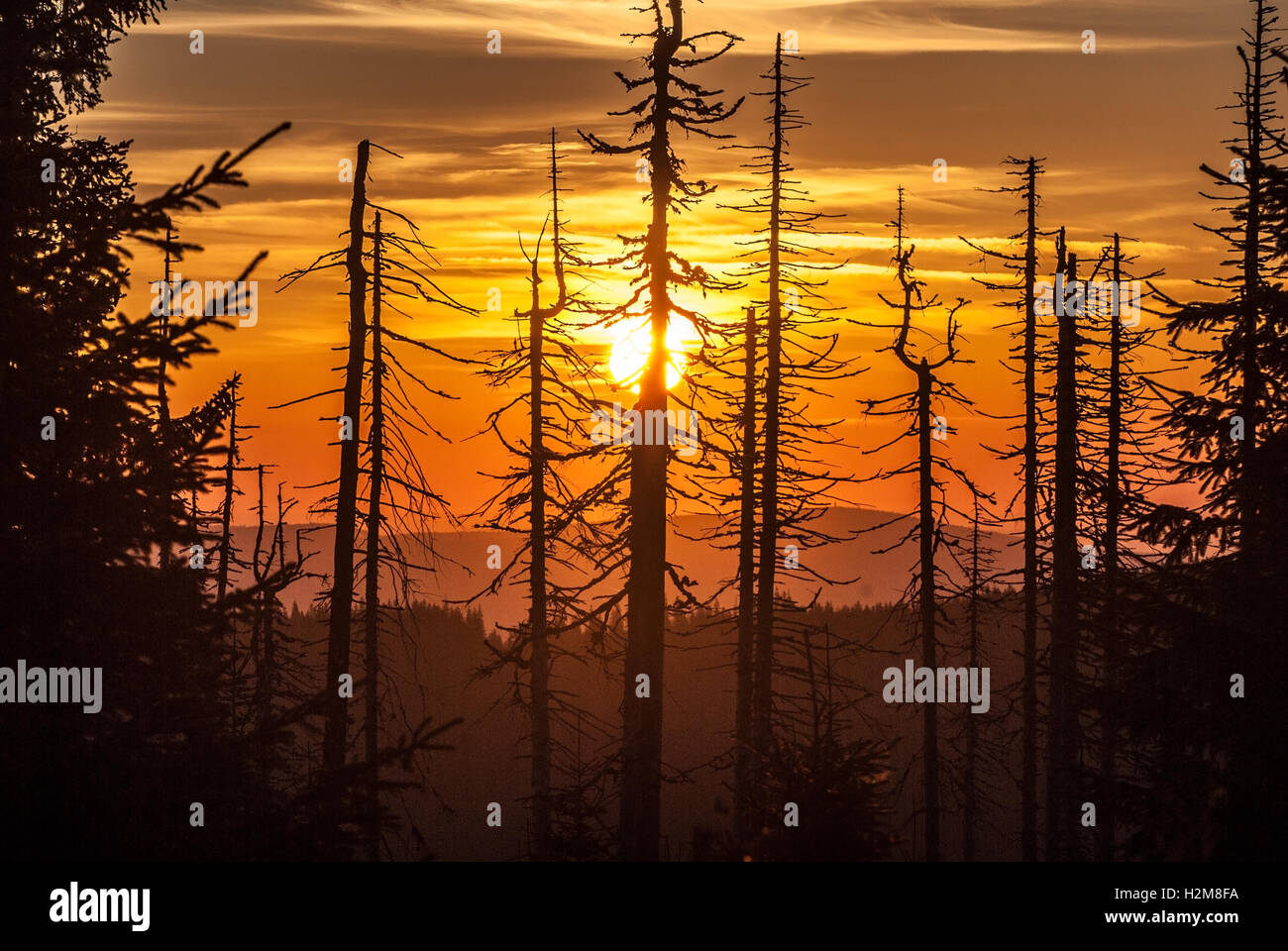 Ciel coloré incroyable avec des arbres au lever du soleil à partir de hora (Poledni Polednik) colline dans les montagnes de Sumava Banque D'Images