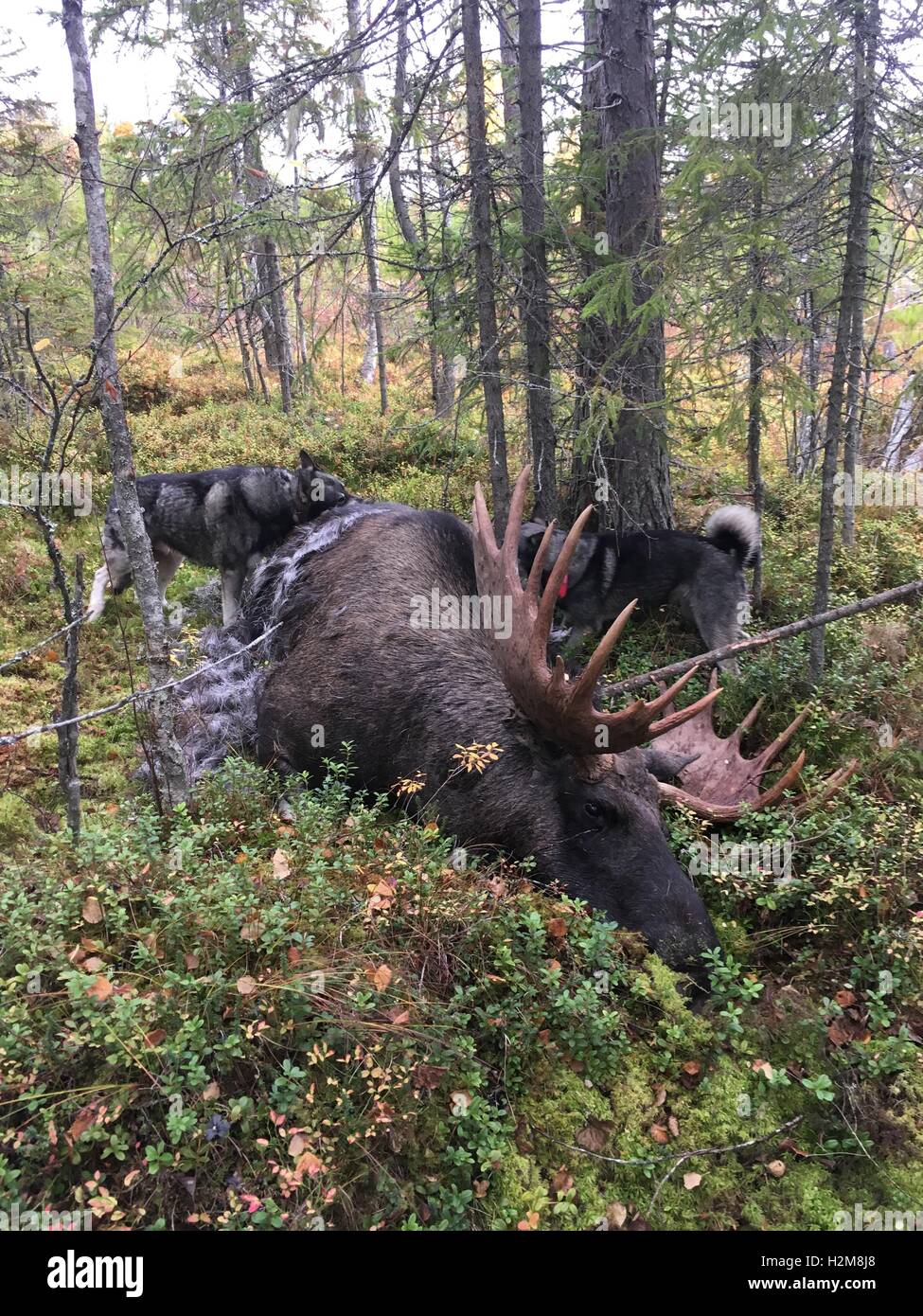 Big Moose avec big antler et deux chiens de chasse à l'orignal, photo du nord de la Suède. Banque D'Images