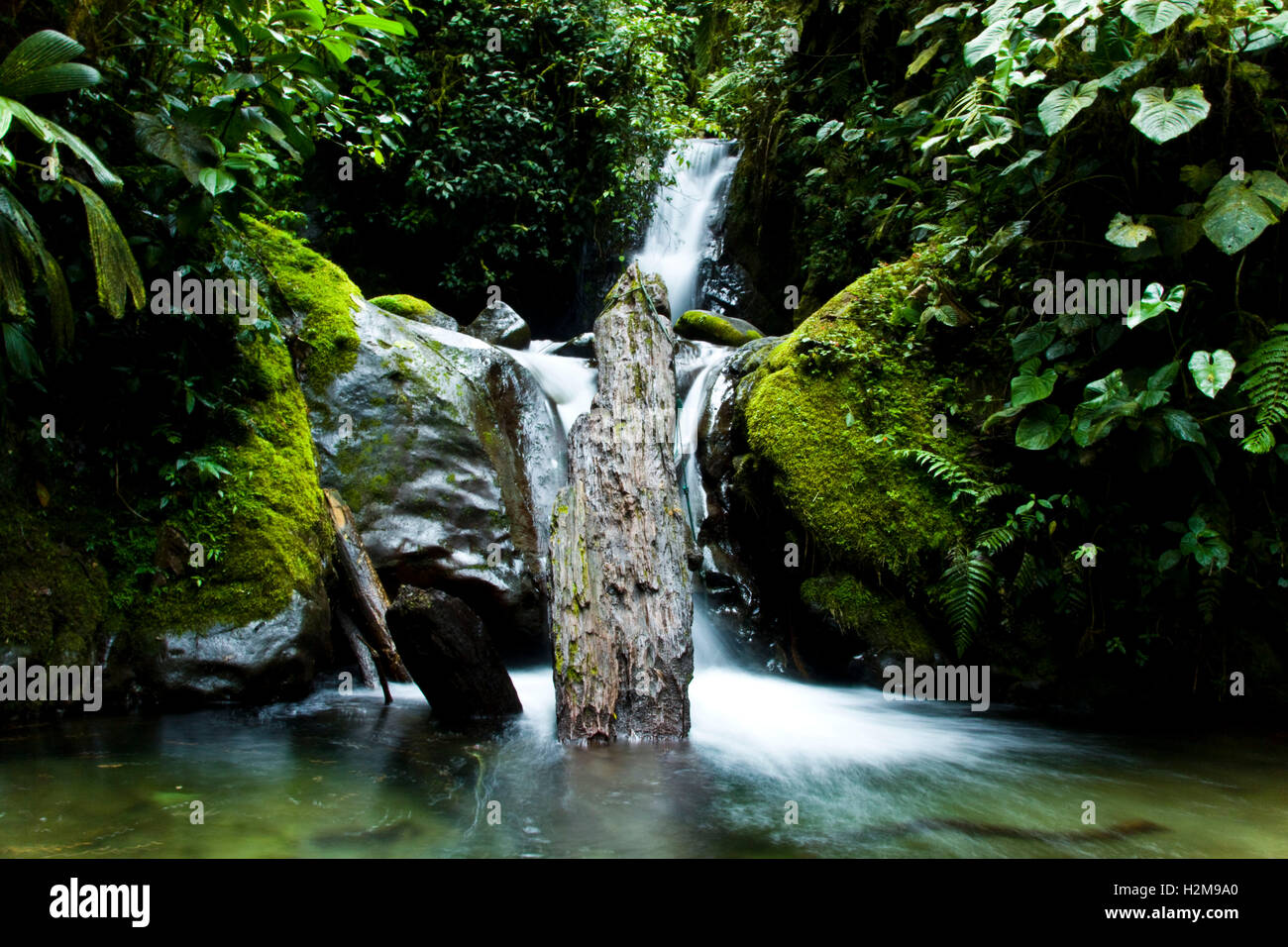 Forest waterfall Banque D'Images