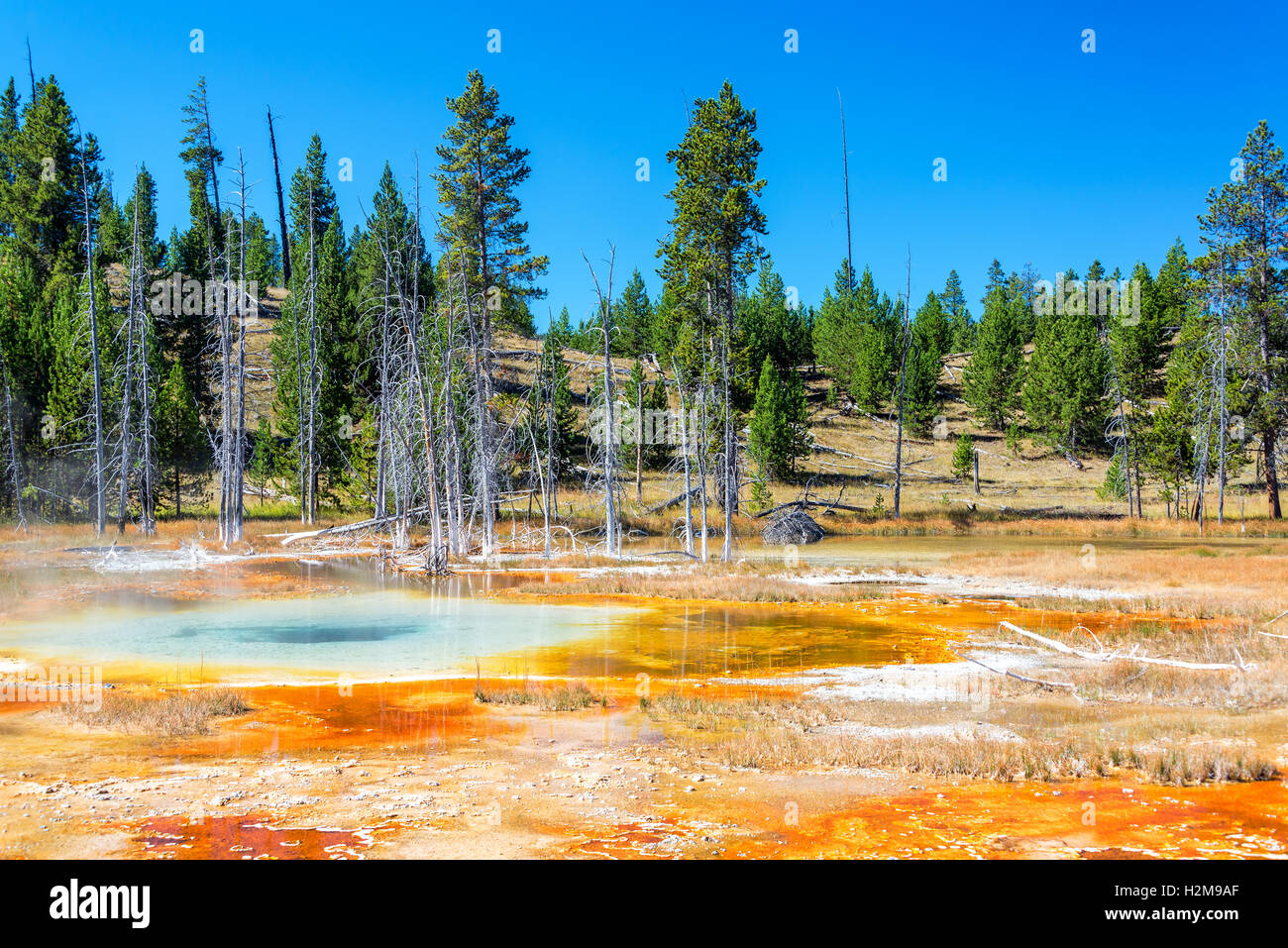 Paysage coloré en haut Geyser Basin dans le Parc National de Yellowstone Banque D'Images
