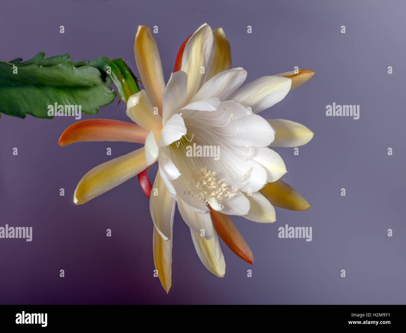 Cactus Epiphyllum hybride aux fleurs blanches sur fond gris Banque D'Images