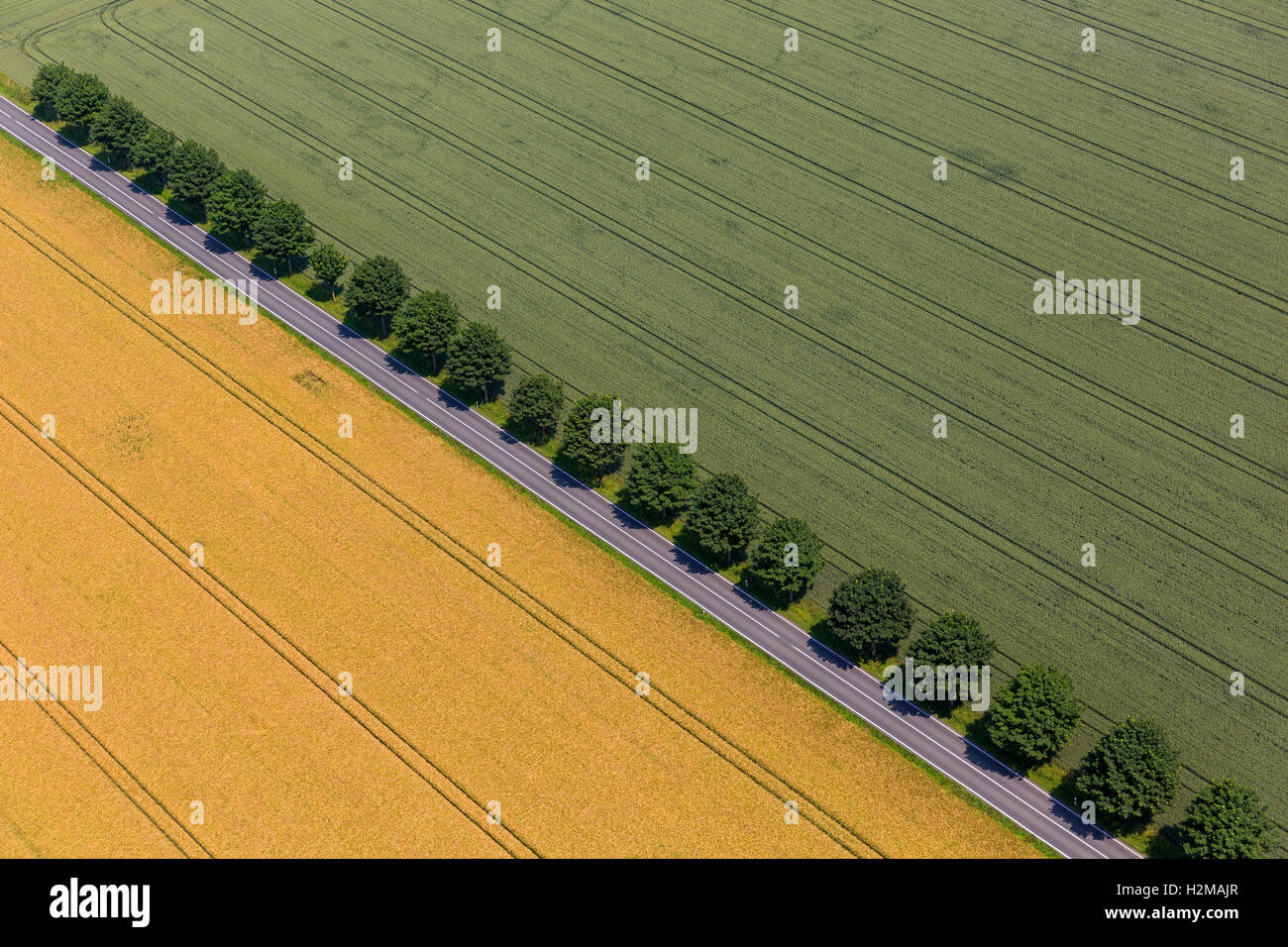 Photo aérienne, les champs avec l'avenue d'arbres, champ de céréales, la région de mountain home, photo aérienne de Warstein, Sauerland, Warstein Banque D'Images