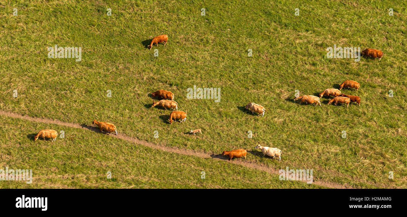 Vue aérienne de la montagne, les bovins, les vaches, pâturages, Langewiese, vue aérienne de Sauerland Winterberg, Rhénanie du Nord-Westphalie, Allemagne, Banque D'Images