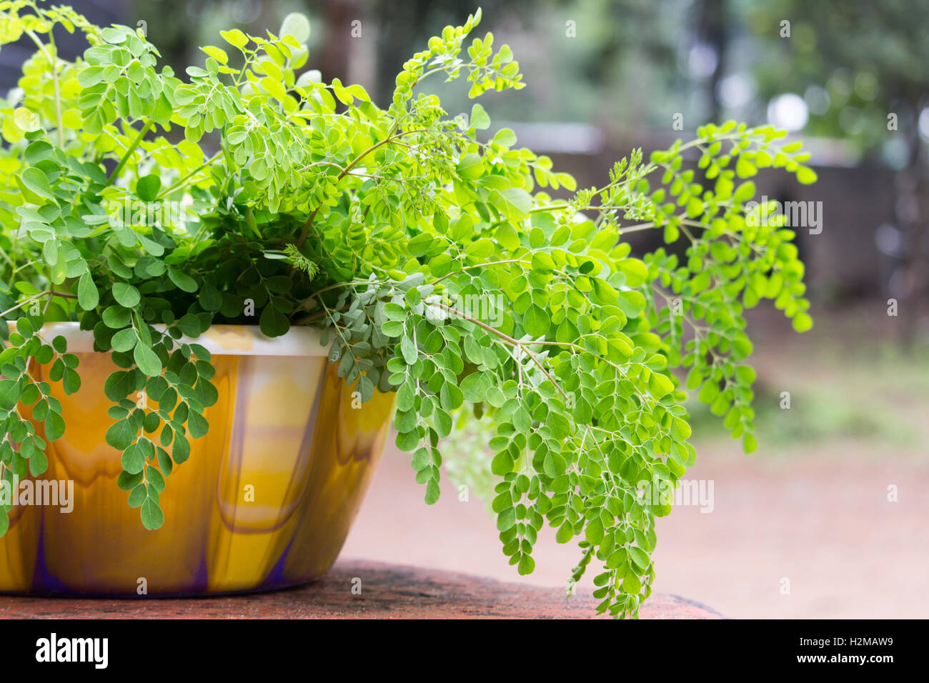De moringa superfood est assis dans un bol, en attente d'être séché. Banque D'Images De moringa superfood est assis dans un bol, en attente d'être séché. Banque D'Images