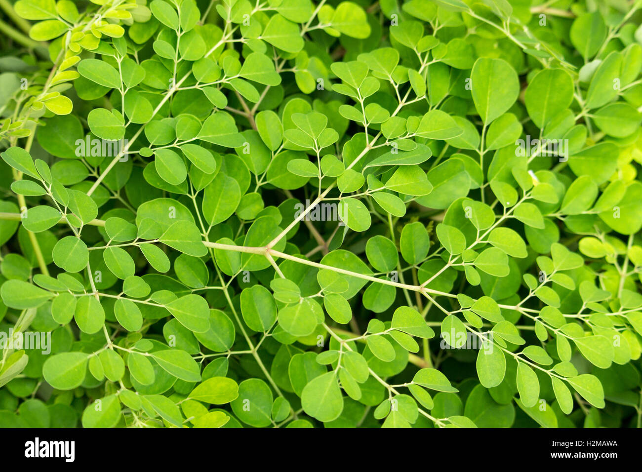 De moringa superfood attend d'être séché. Banque D'Images De moringa superfood attend d'être séché. Banque D'Images
