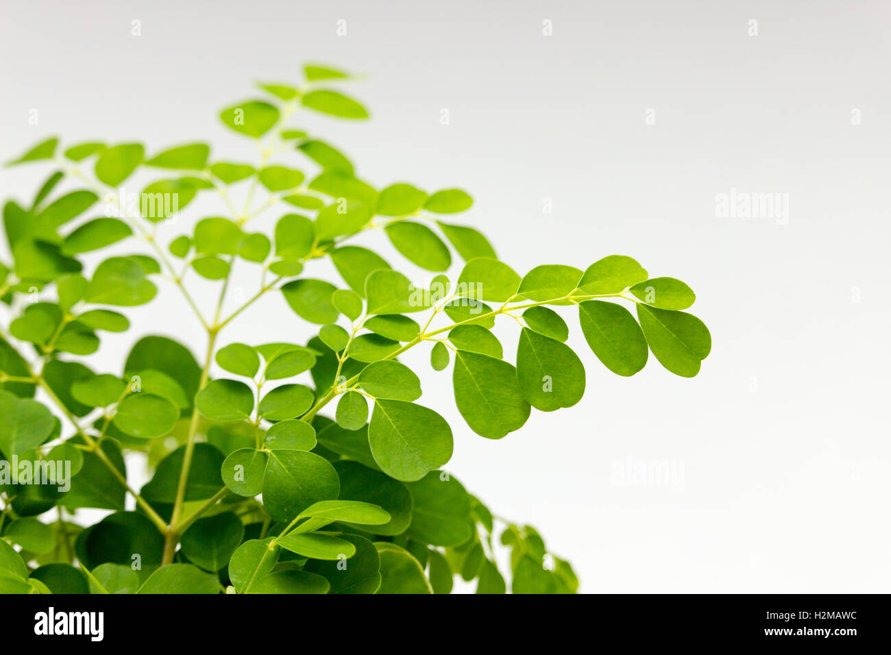 Close-up of fresh cut superfood le moringa. Banque D'Images Close-up of fresh cut superfood le moringa. Banque D'Images
