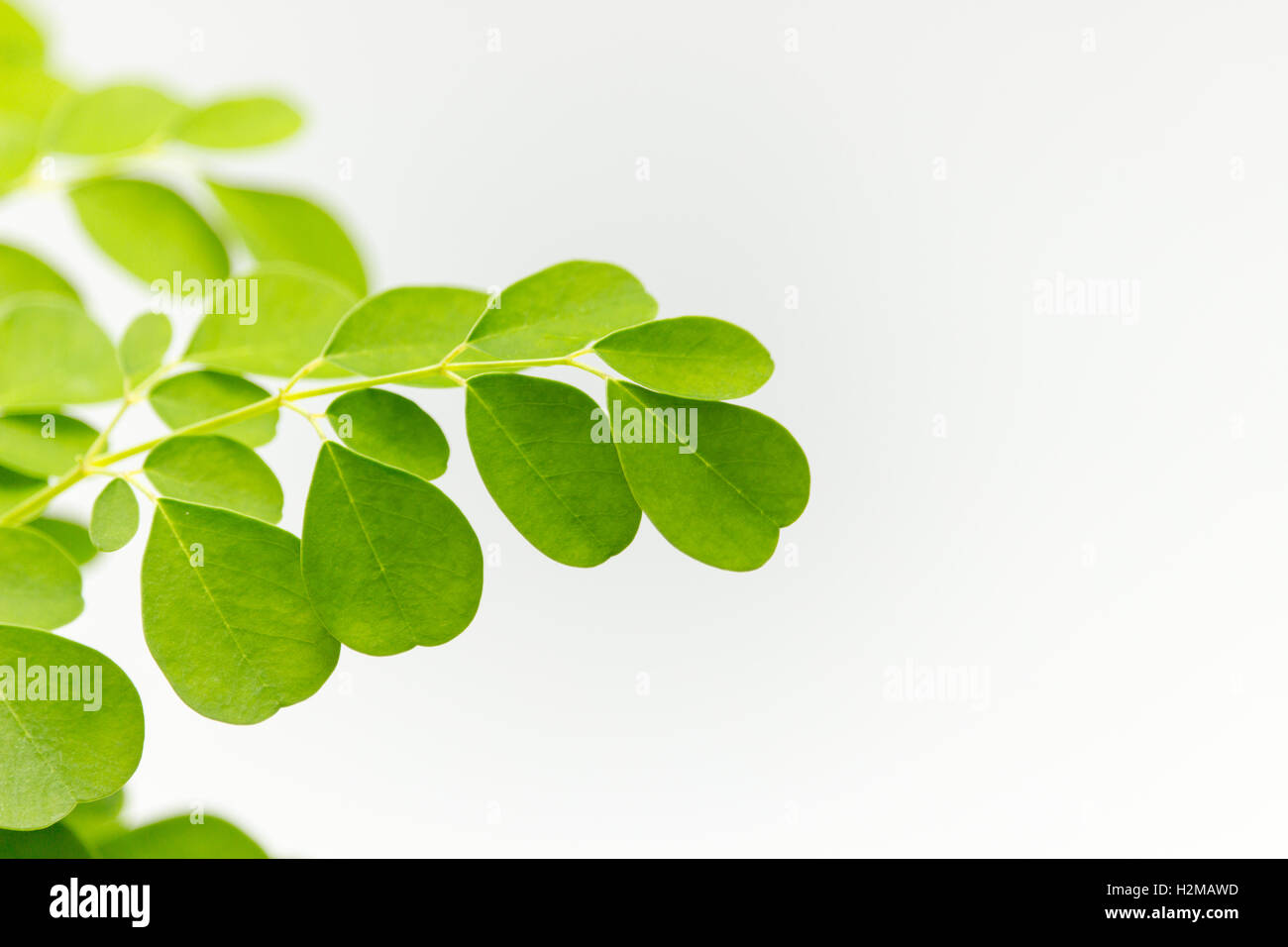 Super close-up de superfood feuilles de moringa. Banque D'Images Super close-up de superfood feuilles de moringa. Banque D'Images