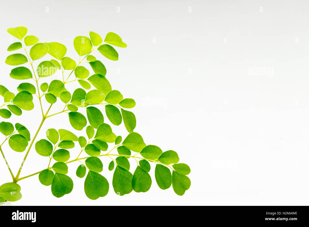 Shot isolé de moringa superfood sur fond blanc. Banque D'Images Shot isolé de moringa superfood sur fond blanc. Banque D'Images