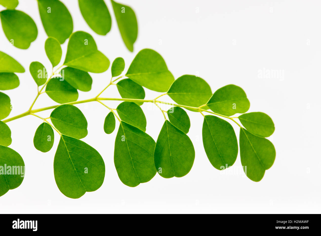 Gros plan isolé de moringa superfood sur fond blanc. Banque D'Images Gros plan isolé de moringa superfood sur fond blanc. Banque D'Images