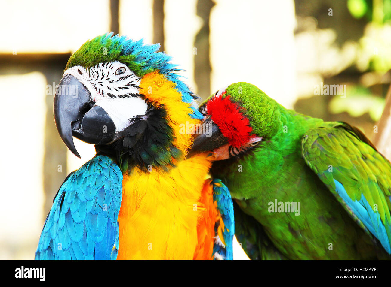 Couple perroquets colorés assis et de nettoyage comme s'embrassent Banque D'Images