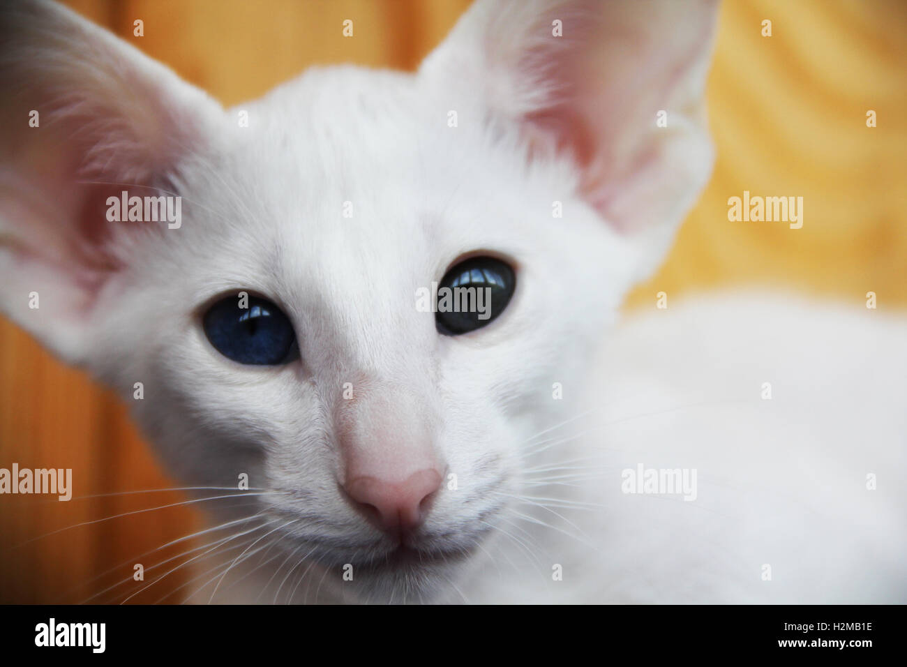 Chat oriental blanc avec des yeux de couleurs différentes. Banque D'Images