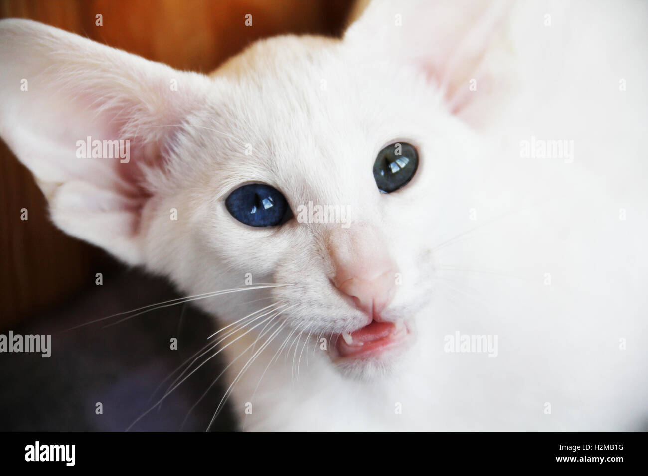 Chat oriental blanc avec des yeux de couleurs différentes. Banque D'Images