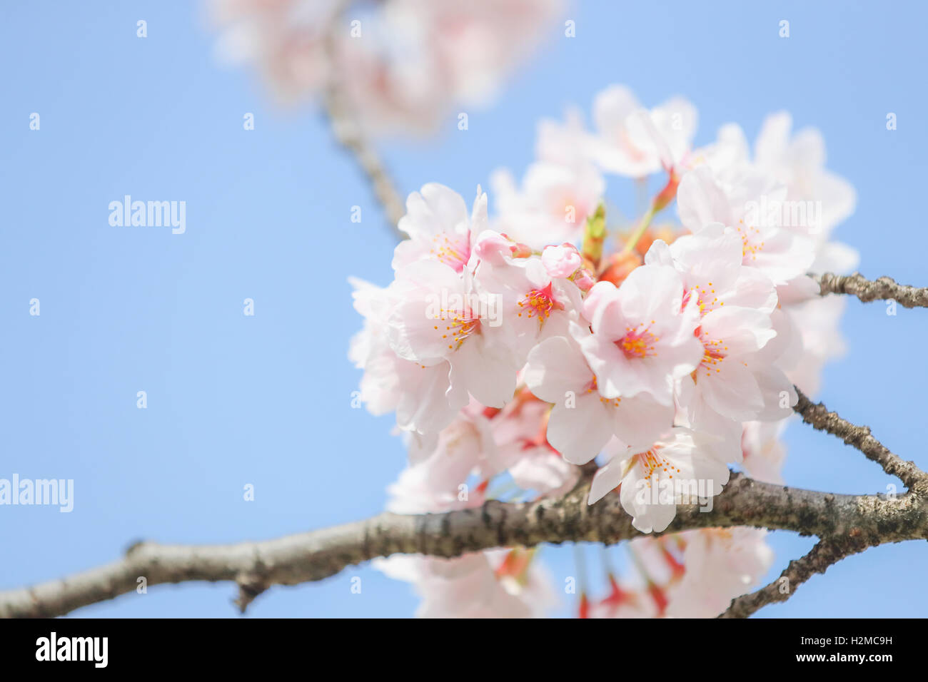 Cerisiers en fleurs Banque D'Images
