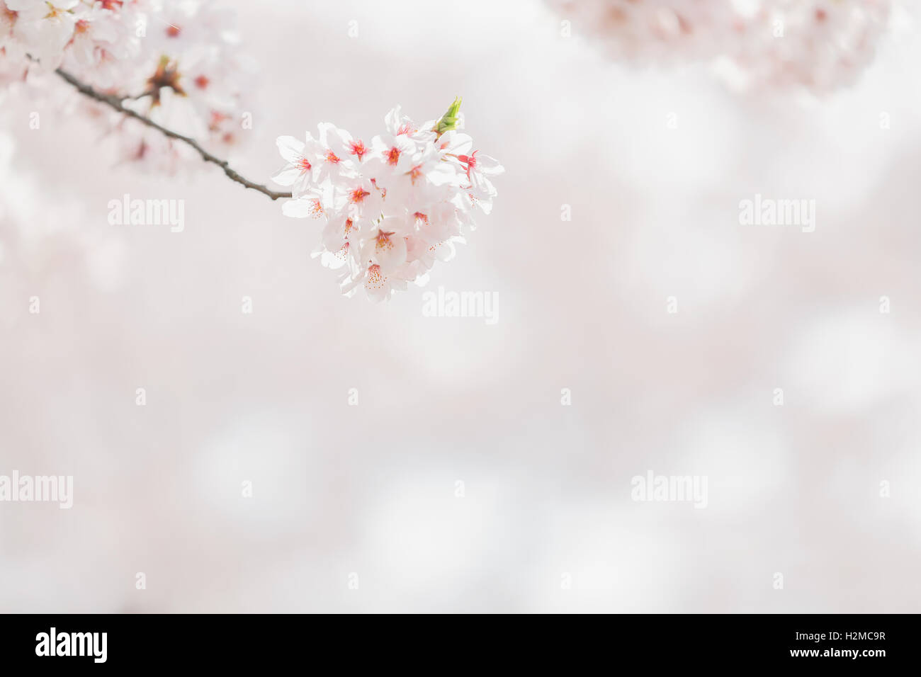 Cerisiers en fleurs Banque D'Images