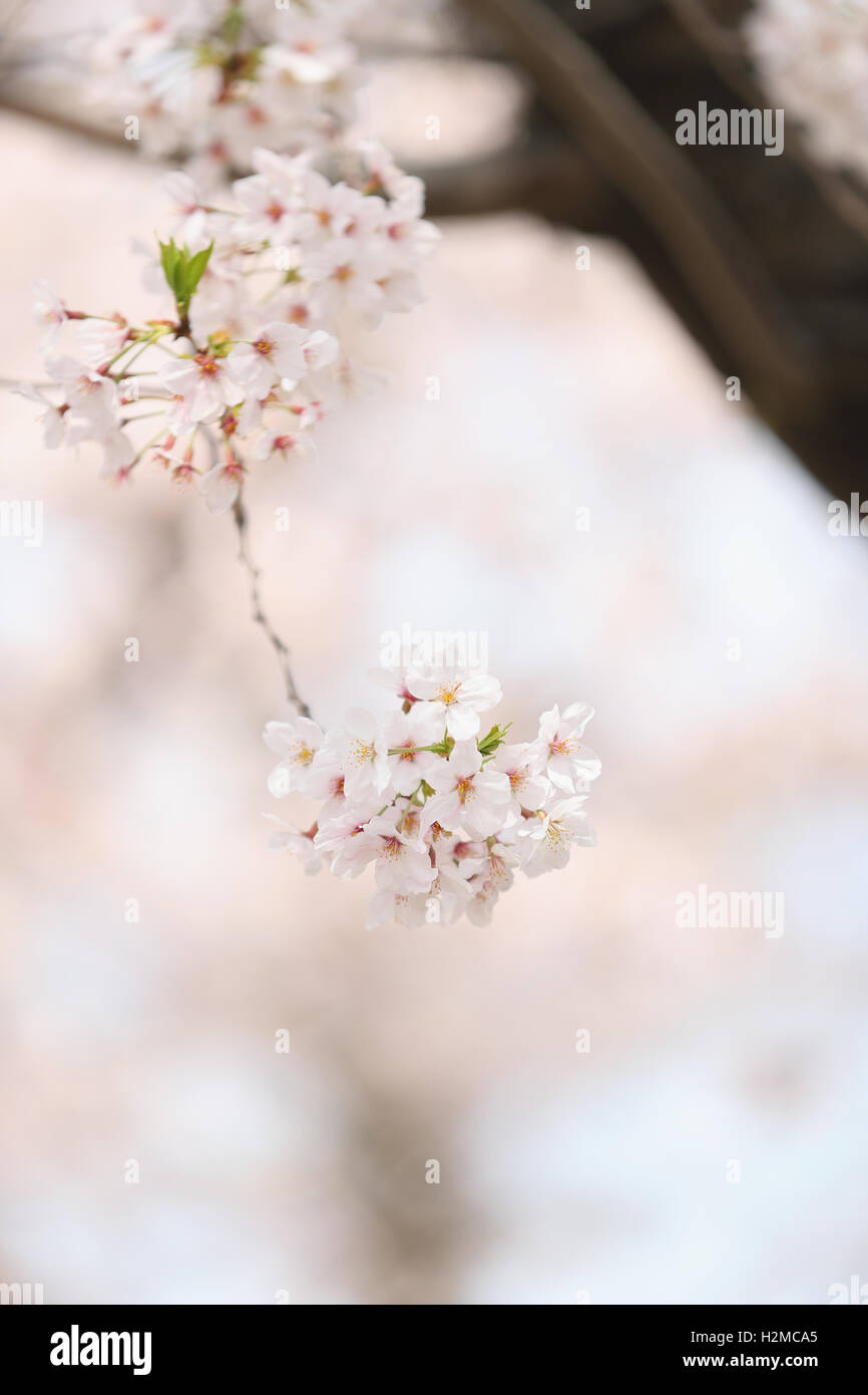 Cerisiers en fleurs Banque D'Images