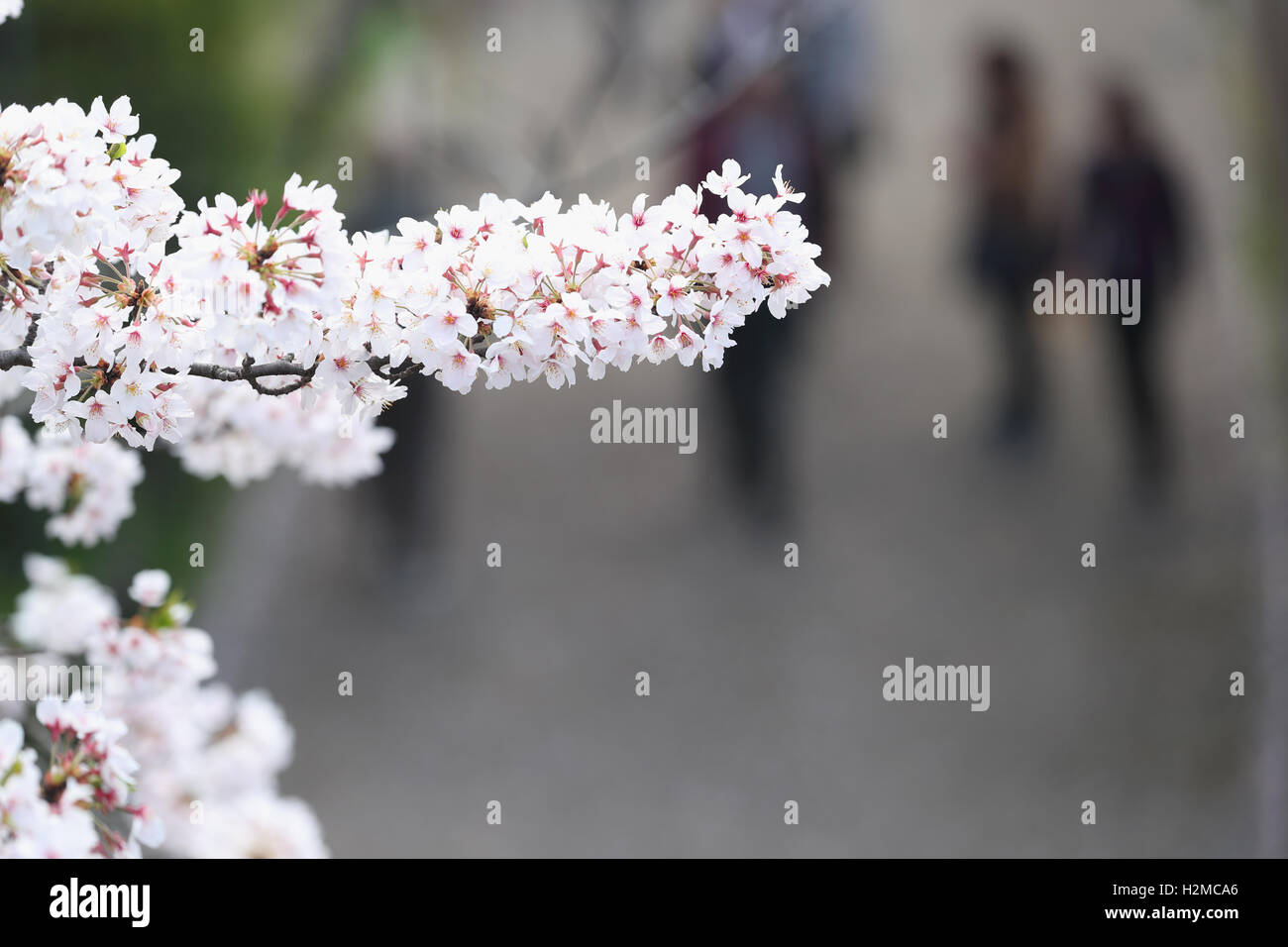 Cerisiers en fleurs Banque D'Images