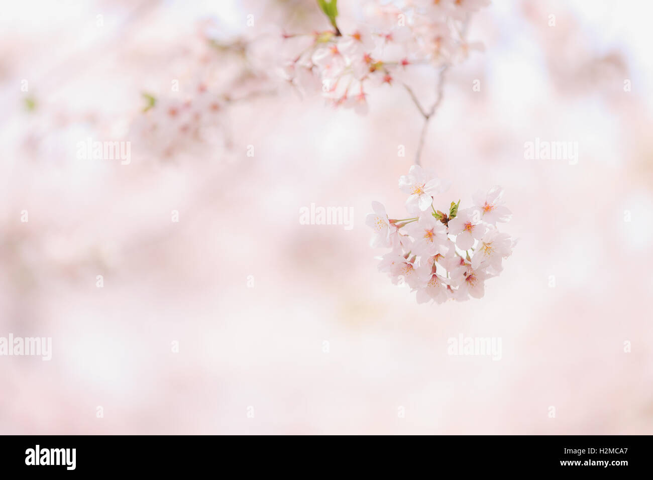 Cerisiers en fleurs Banque D'Images