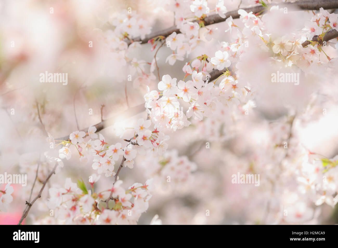 Cerisiers en fleurs Banque D'Images