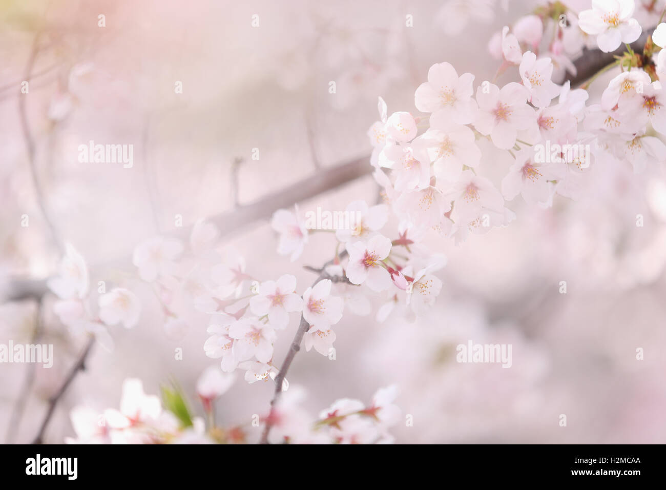 Cerisiers en fleurs Banque D'Images