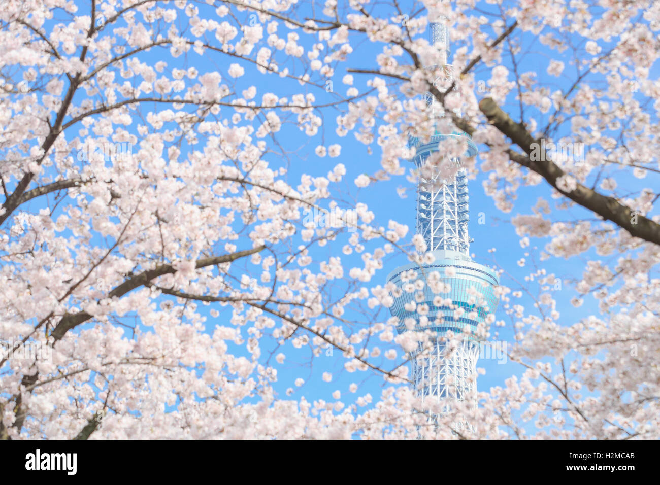 Fleurs de cerisier et de Skytree tower Banque D'Images